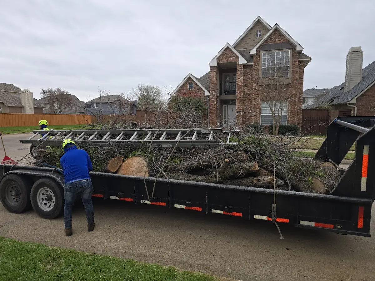 Expert Tree Pest Control with proper safety equipment in Buena Vista